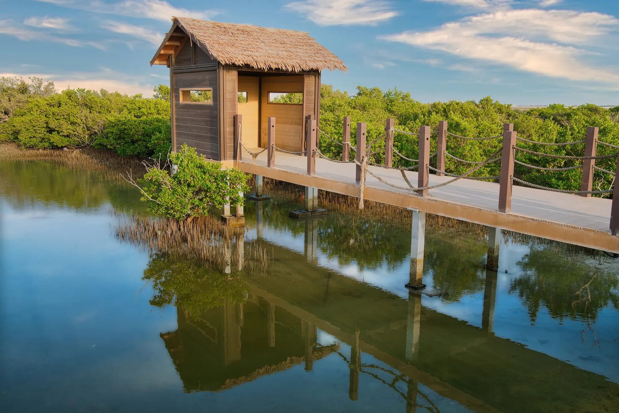 Purple Island (Jazirat Bin Ghanim) mangroves in Qatar